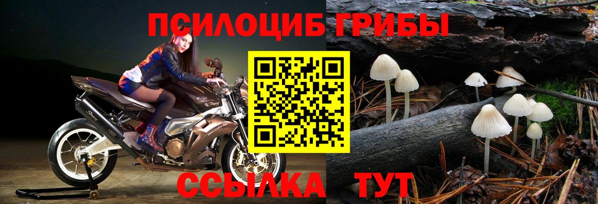 где найти   Галлюциногенные грибы Cubensis  Вход с VPN  Бузулук  Псилоцибиновые грибы прущие грибы 
